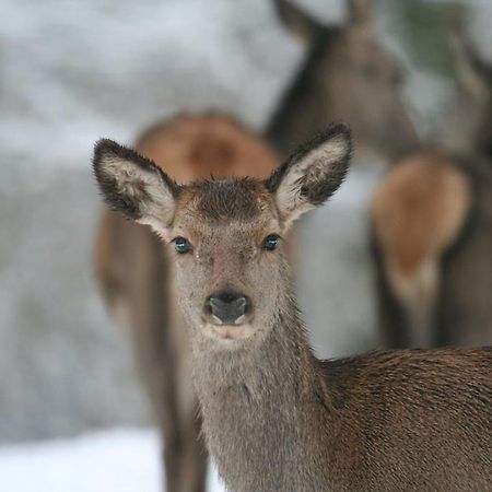 Gite Le Cerf Pantin 圣于贝尔 外观 照片