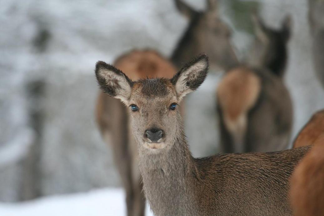 Gite Le Cerf Pantin 圣于贝尔 外观 照片